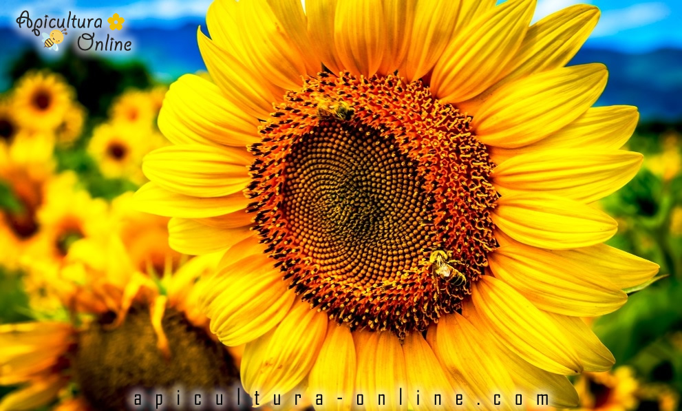 albine floarea soarelui