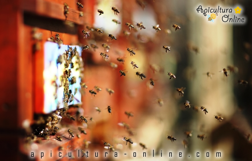 albine la zborul de curatire