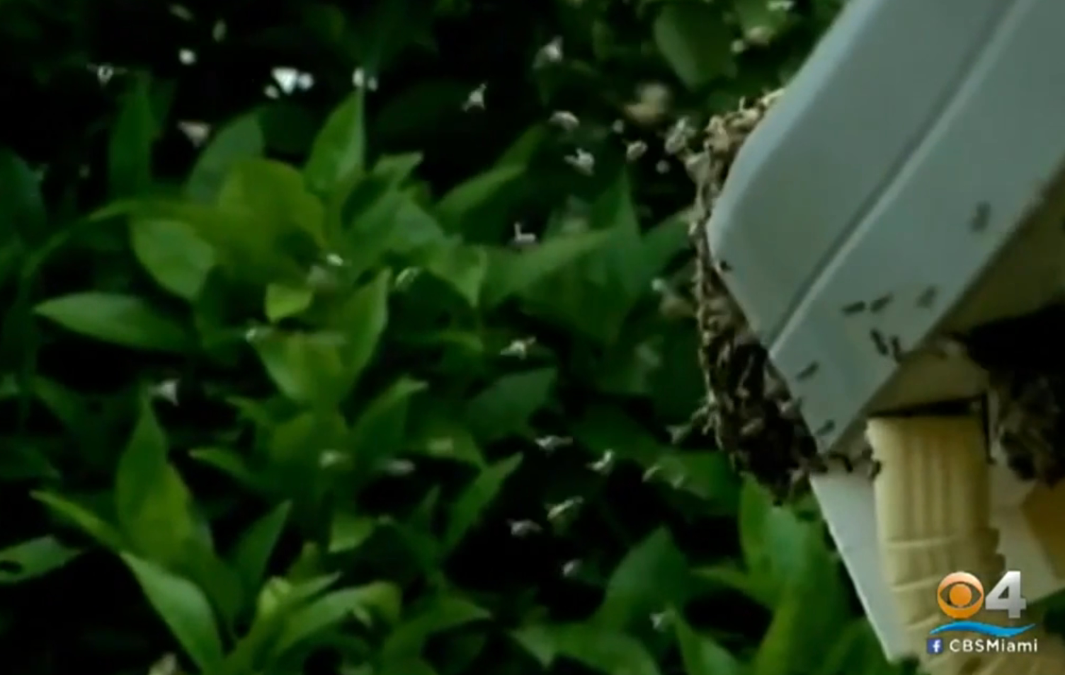 roiuri albine california