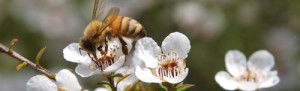 Albina pe floare Martie