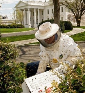 White House bees
