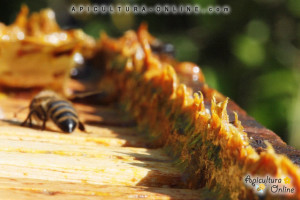 Propolis in stup
