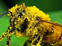 albina acoperita cu polen