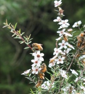 albine in flori de manuka