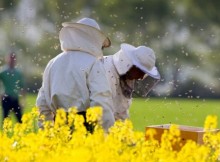 apicultori rapita